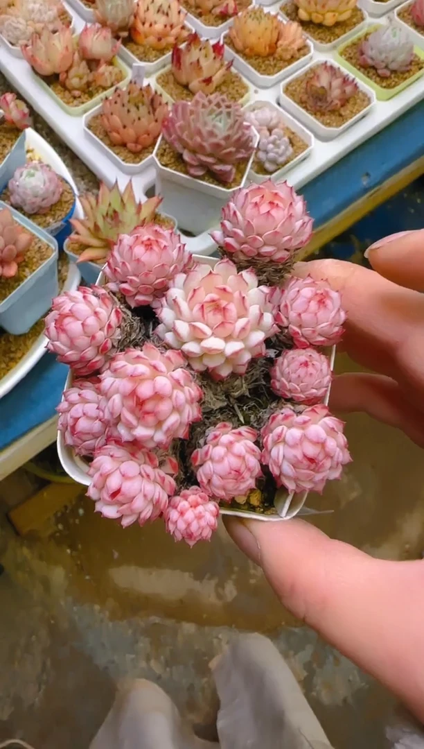 【闪购商品】春—101—仙农（红二条）