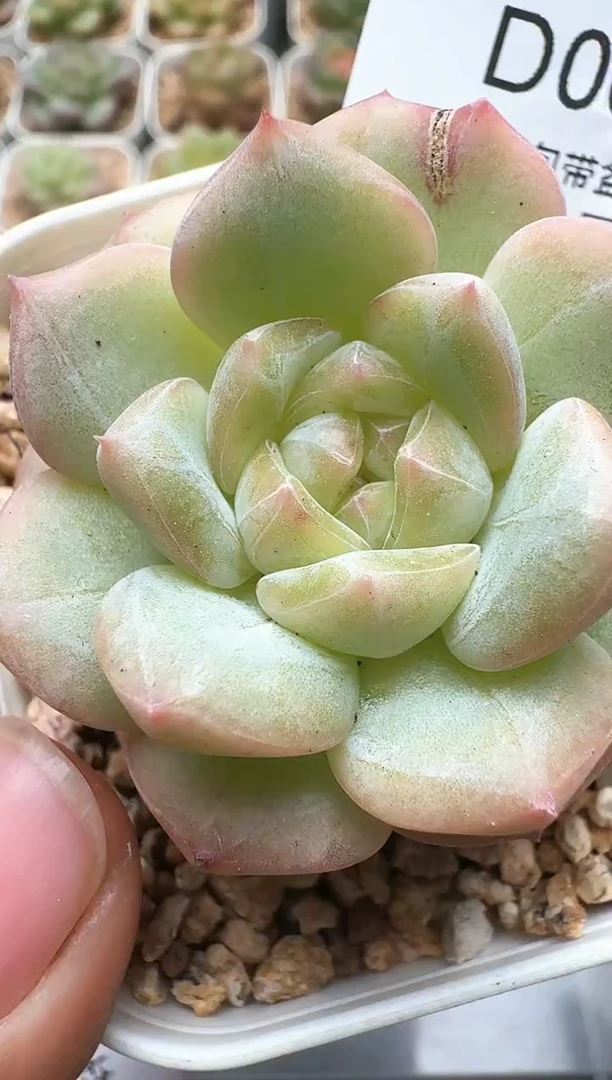 640D云禹多肉植物 带盆土纸巾打包 3颗包邮