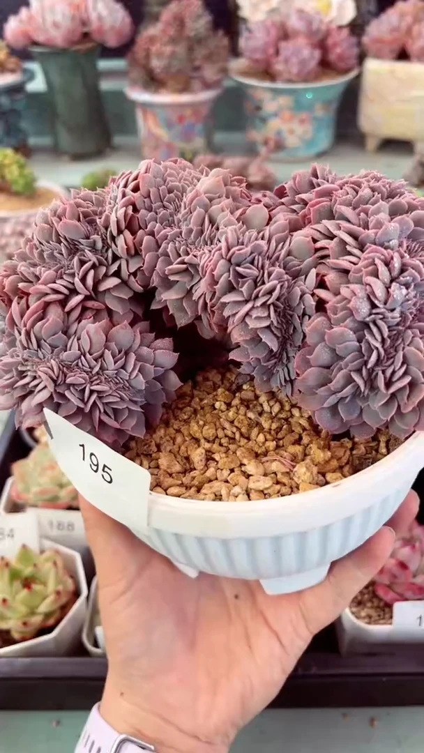 195天赐缀化多肉