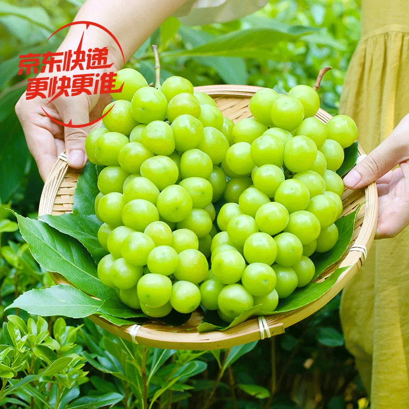 【阳光玫瑰】陕西阳光玫瑰大号青提新鲜应季水果 京东包邮 4斤S