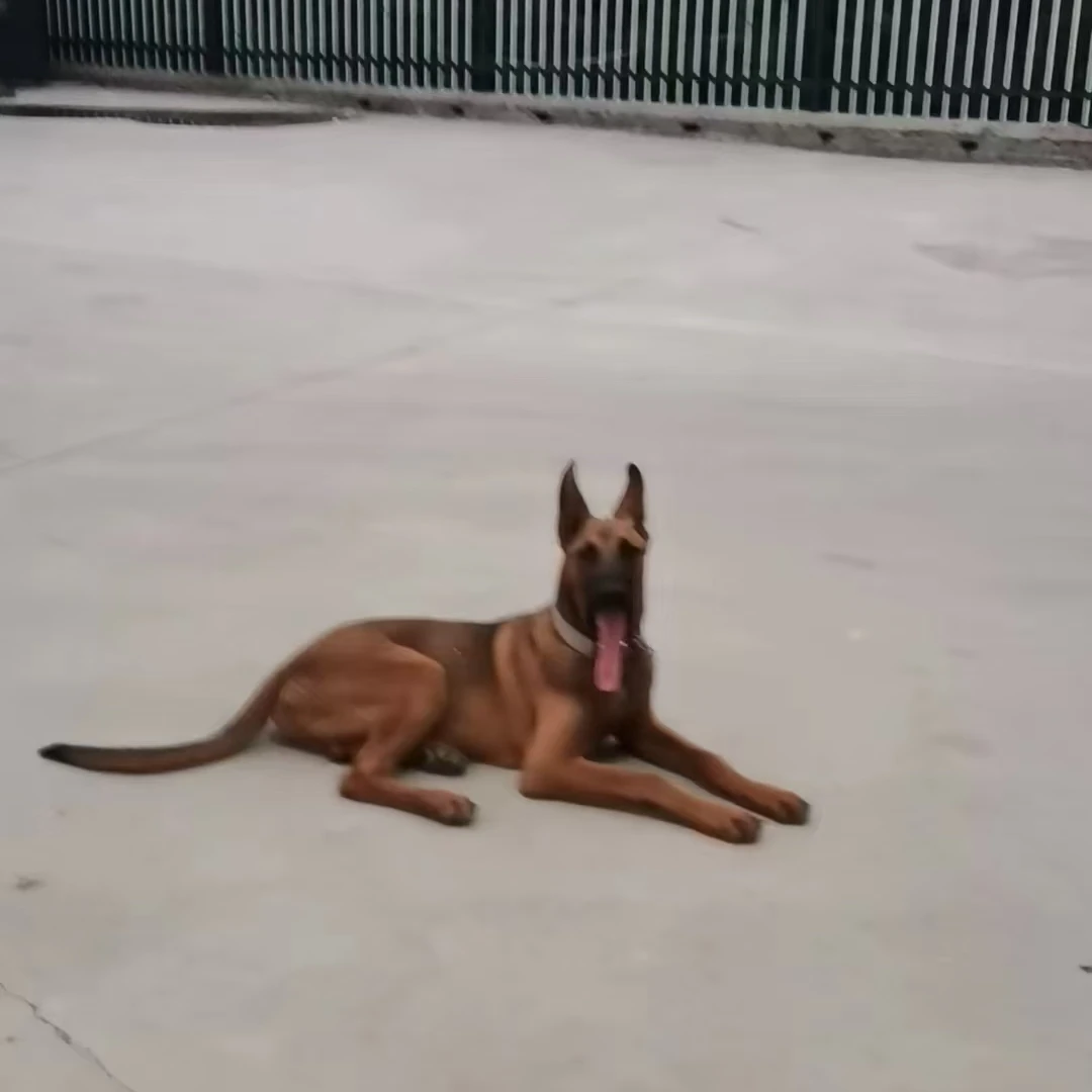 【武安阿四犬舍】精品各种宠物狗狗出售