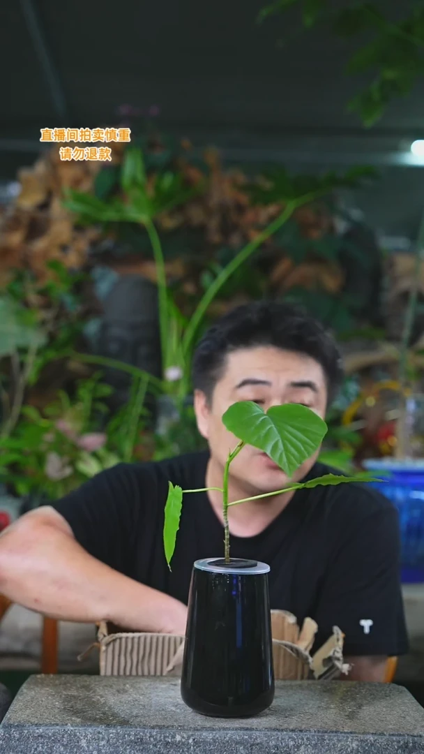 当前无花栽培后可以开花330爱心榕+
