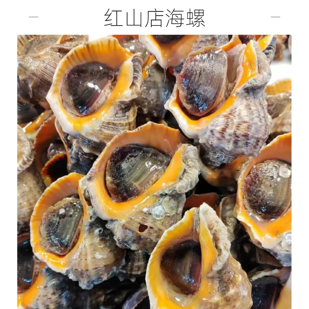 【红山店】海螺3斤（大连特产海鲜贝类新鲜海螺）