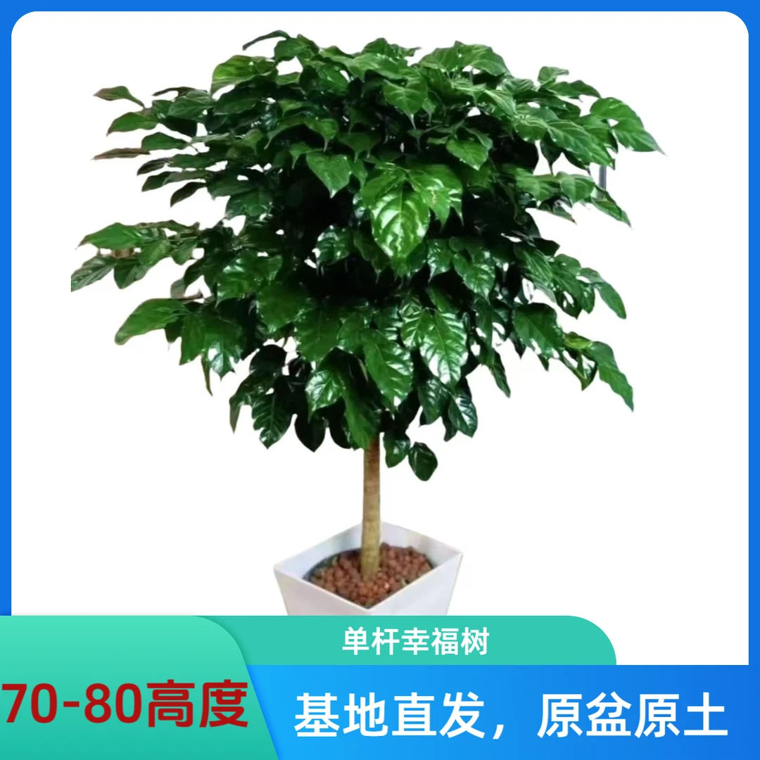 （70-80CM高度）单杆幸福绿宝植物好养易活植物四季常青