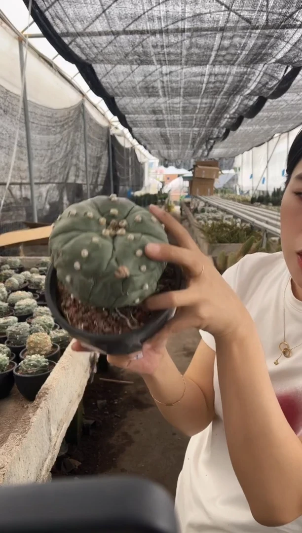 一物一拍43号兜带盆土