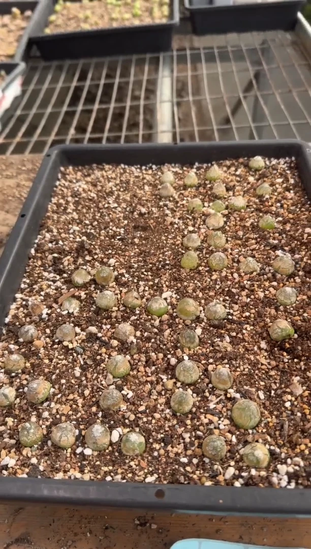 29-149多肉植物肉锥