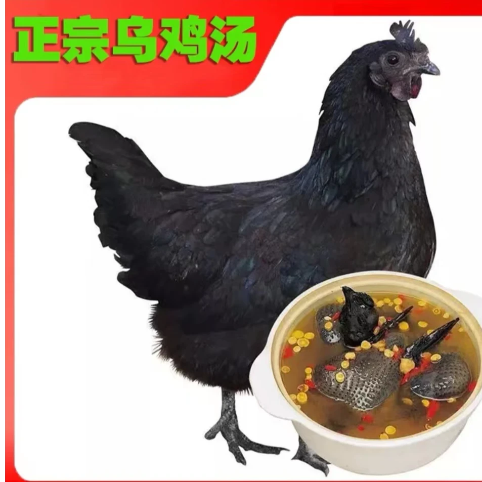 （现宰现杀）2年老母鸡满屋飘香农家散养新鲜整鸡