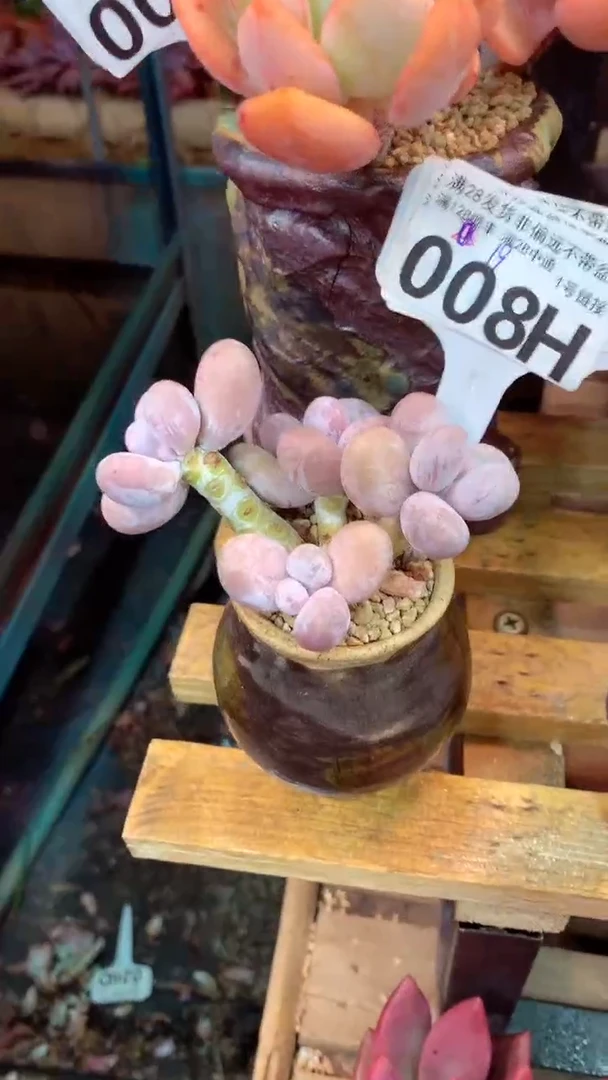 008H（一物一拍实付满28发货，默认不带盆土）