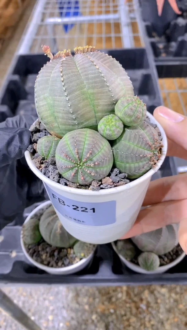 【闪购商品】布纹球FB-221