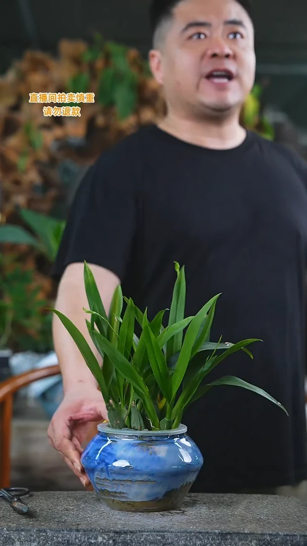 当前无花栽培后可以开花257梦香兰T