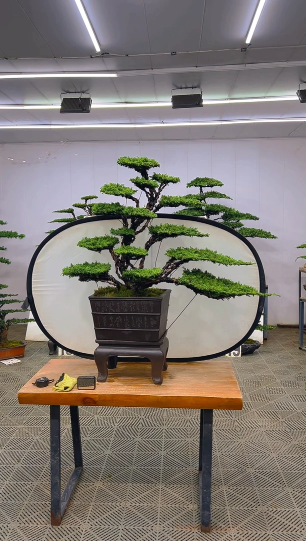 无花朵济州真柏盆景....