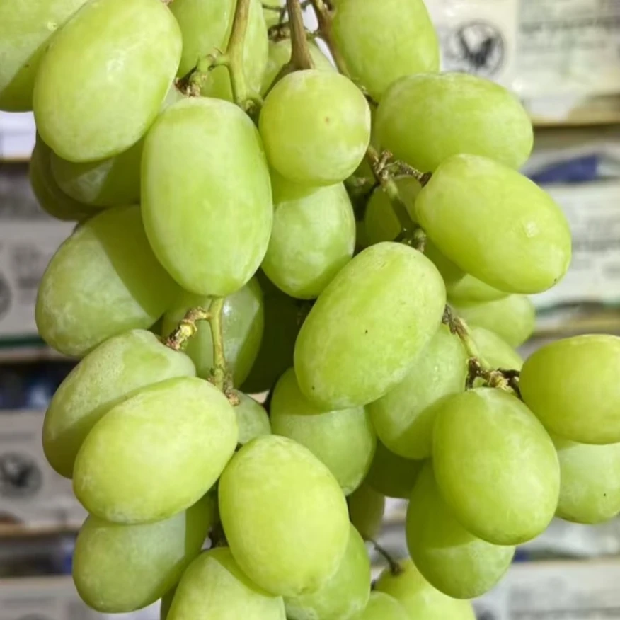 【绿野大叔】澳洲进口秋天脆青提脆爽多汁2斤分装-顺丰