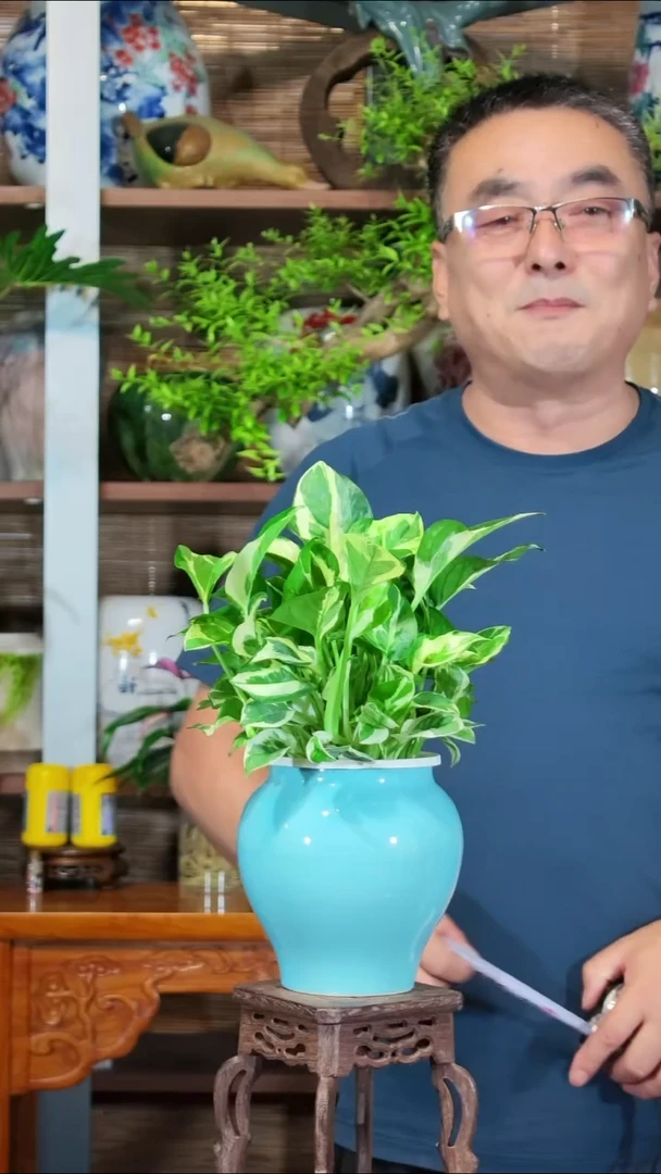 无花朵日**前水之韵水培植物黄金葛