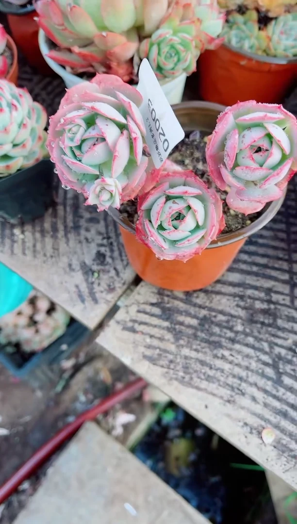 用****7跃跃精品多肉02002