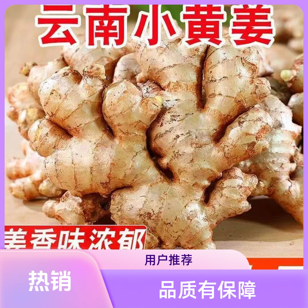 云南小黄姜产地直销新鲜现采现挖生姜老姜小黄姜生活必备