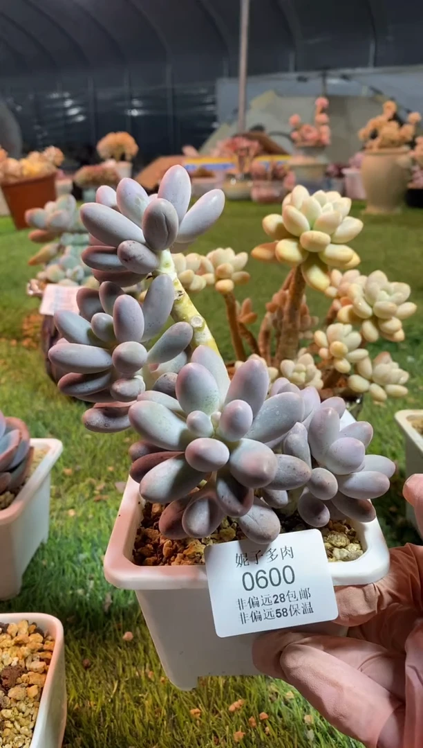 【闪购商品】0600a