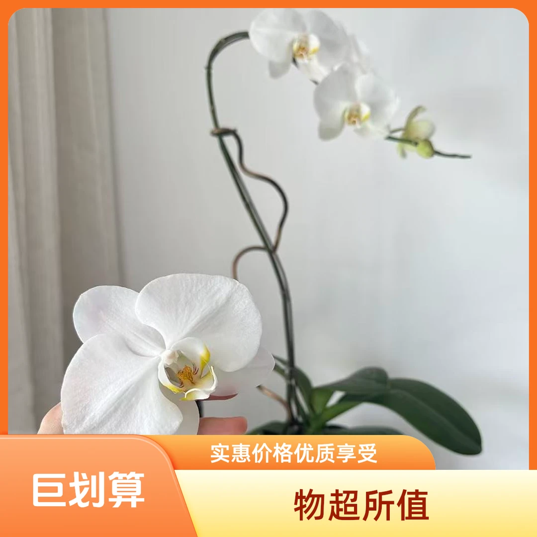 蝴蝶兰盆栽带花剑带花苞室内高端花卉好养耐养