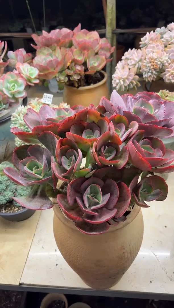 清**院黑大帅多肉301秀艳