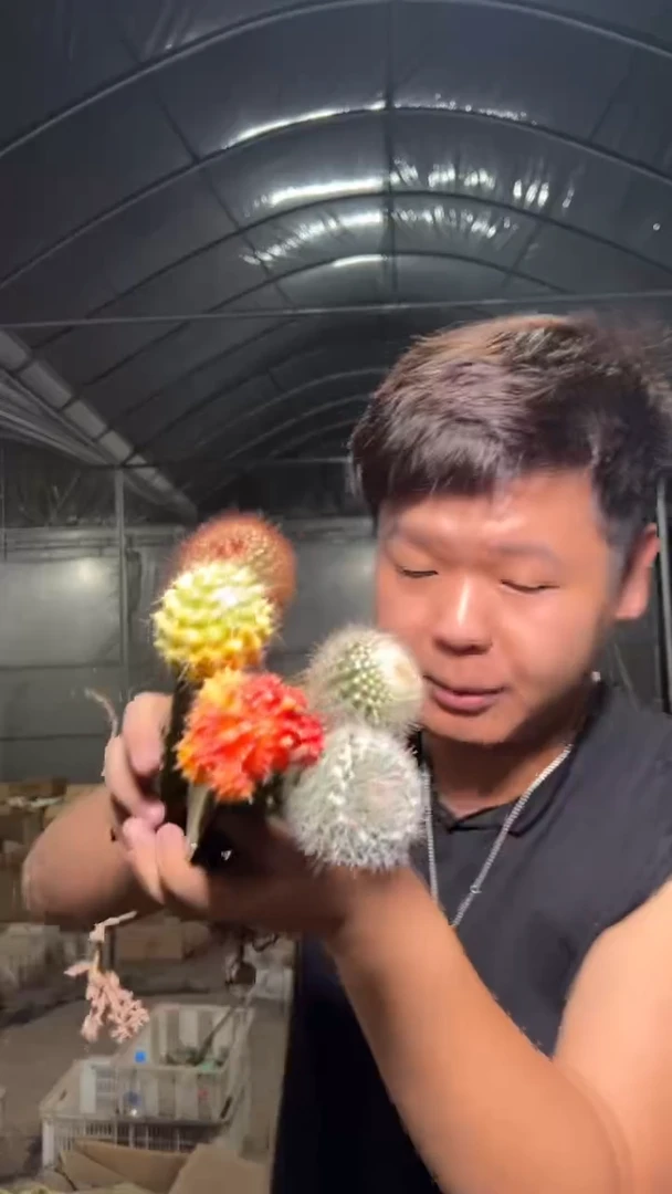 5色球组合【嫁接】