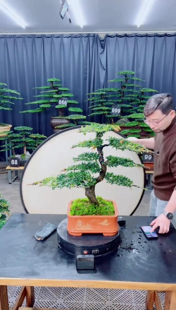 无花朵盆景.......