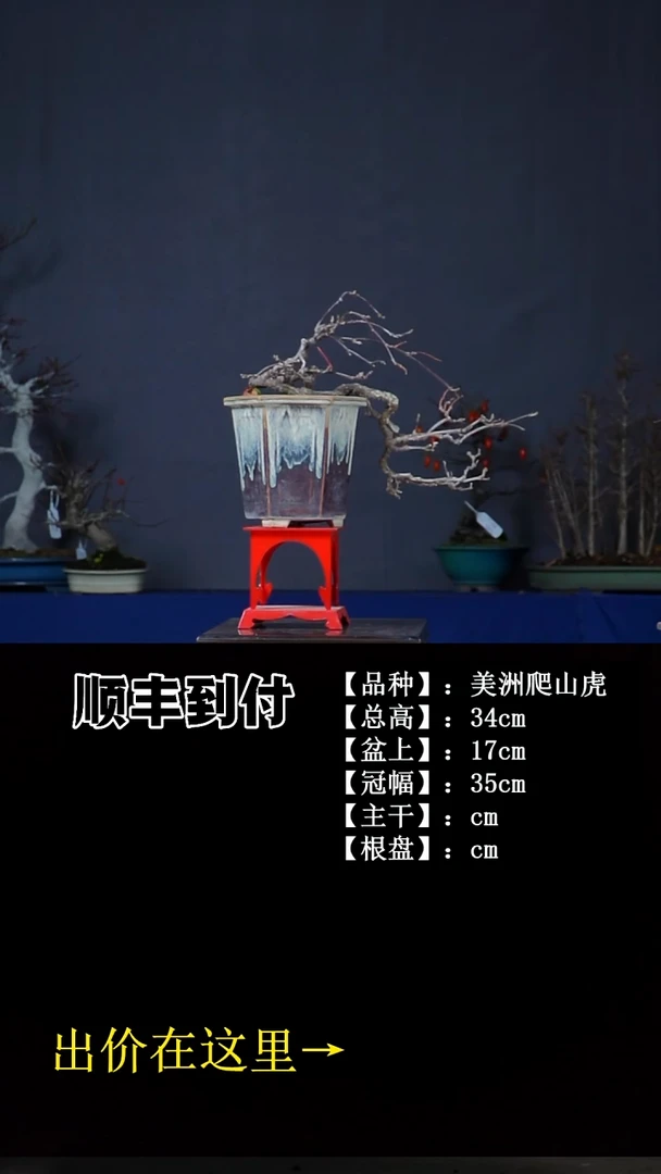 无花朵爬山虎  不包邮