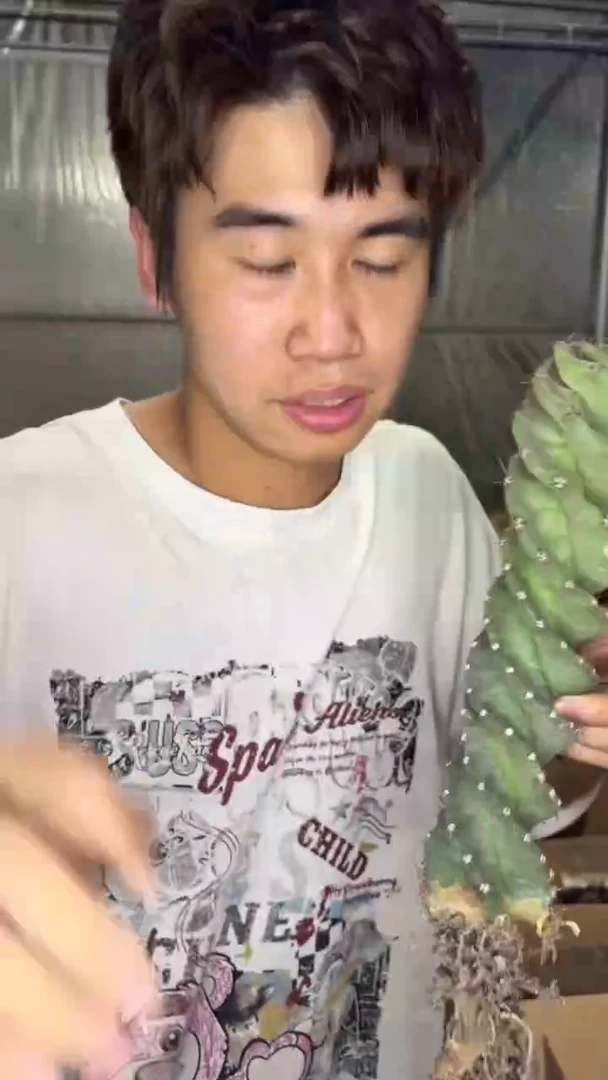 龙卷风【带根】20cm