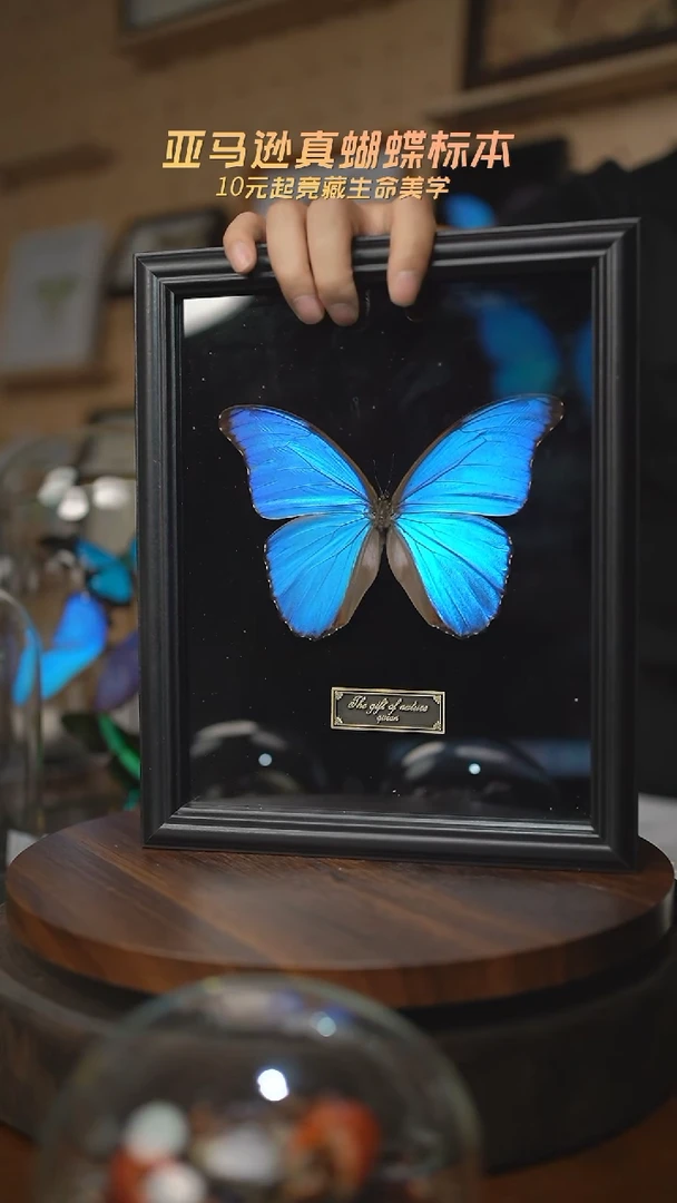 有机玻璃大蓝闪蝶黑绒底版10寸欧式框
