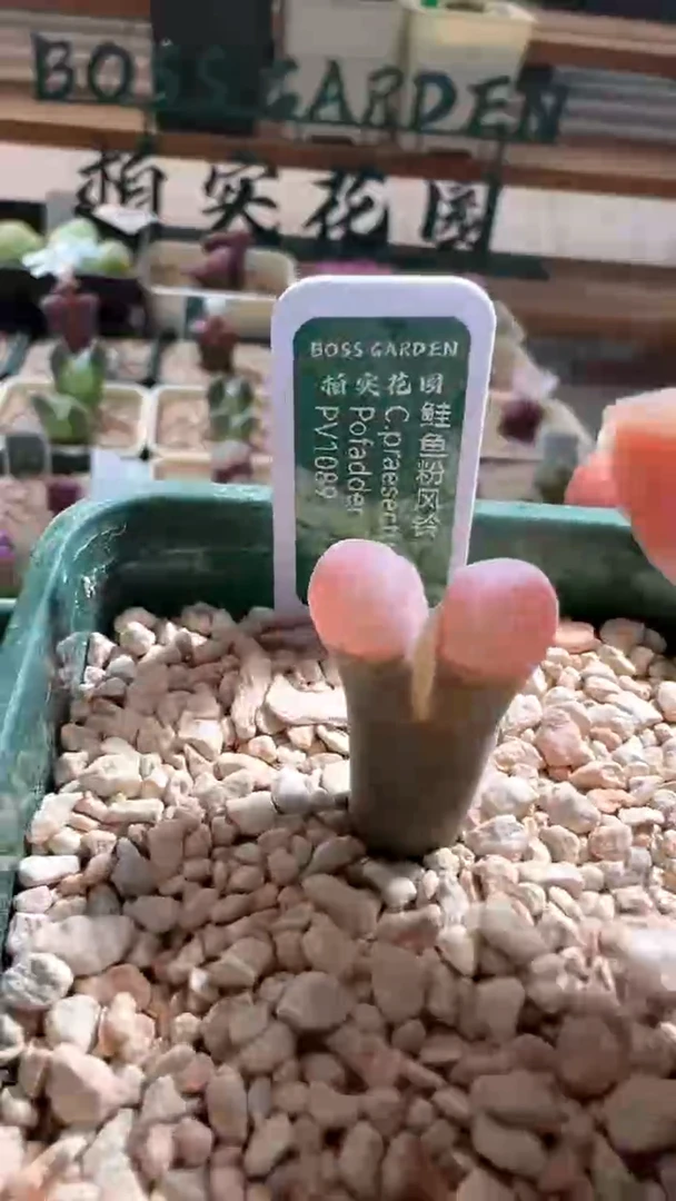 89 青蛙PV1089 鲑鱼粉 85折后价
