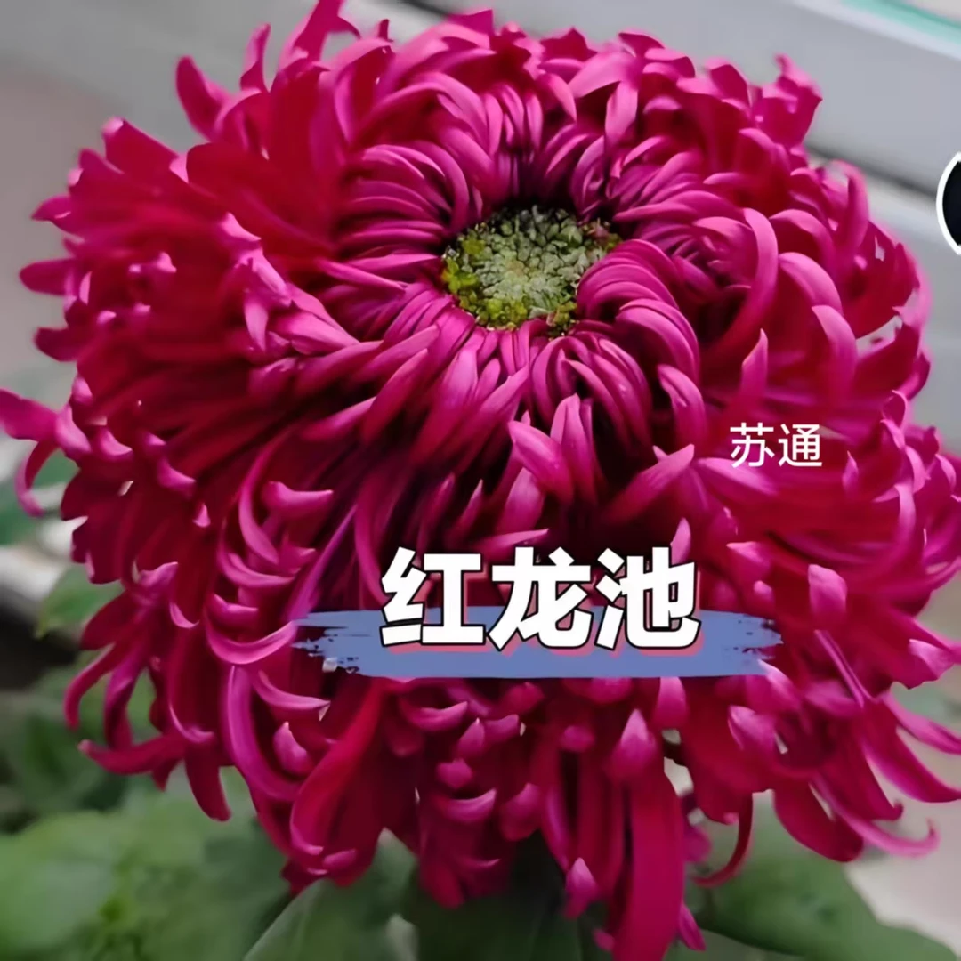 红龙池菊花苗带花苞大花型九月菊盆栽室内外好养活花卉植物