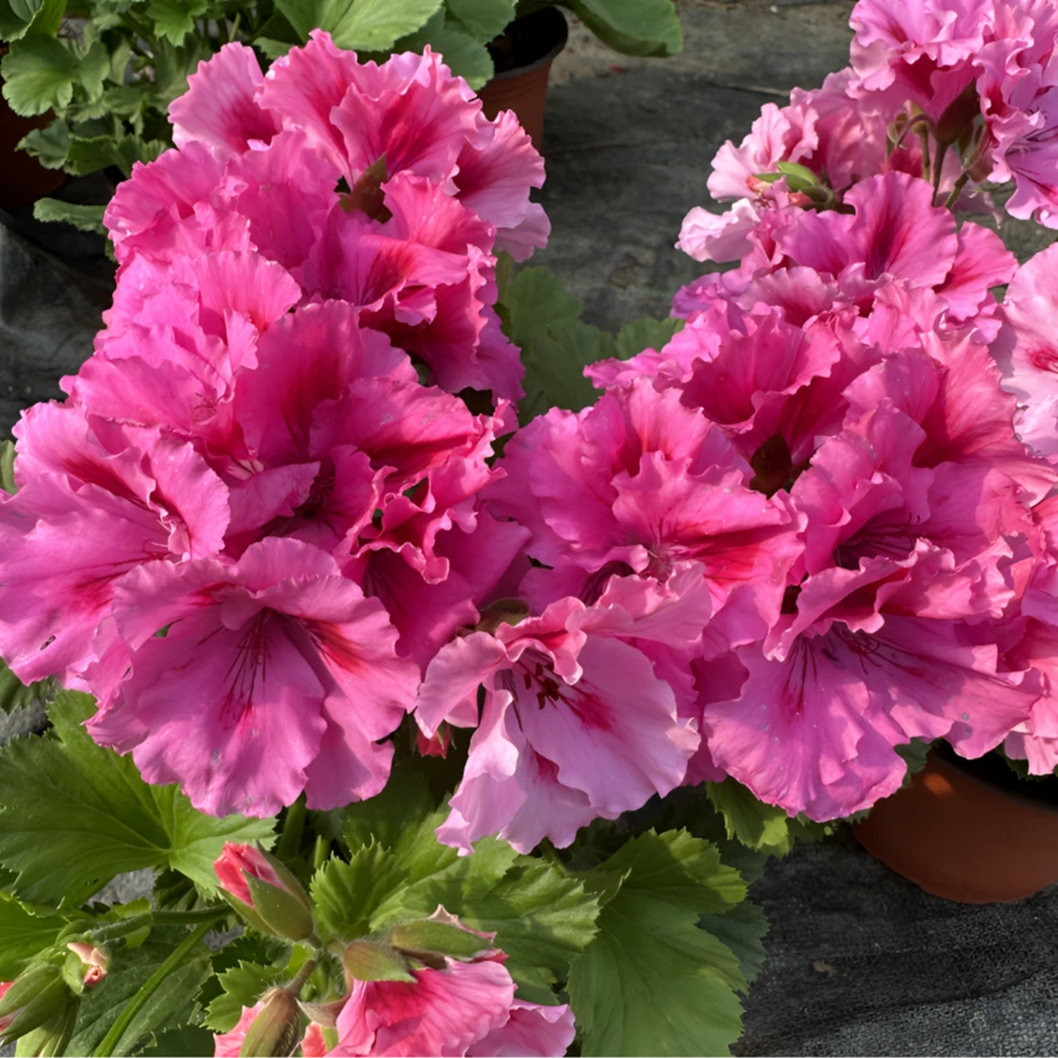 【蝴蝶梅——粉羊宝】 大花天竺葵蝴蝶梅（带花苞 包对版）