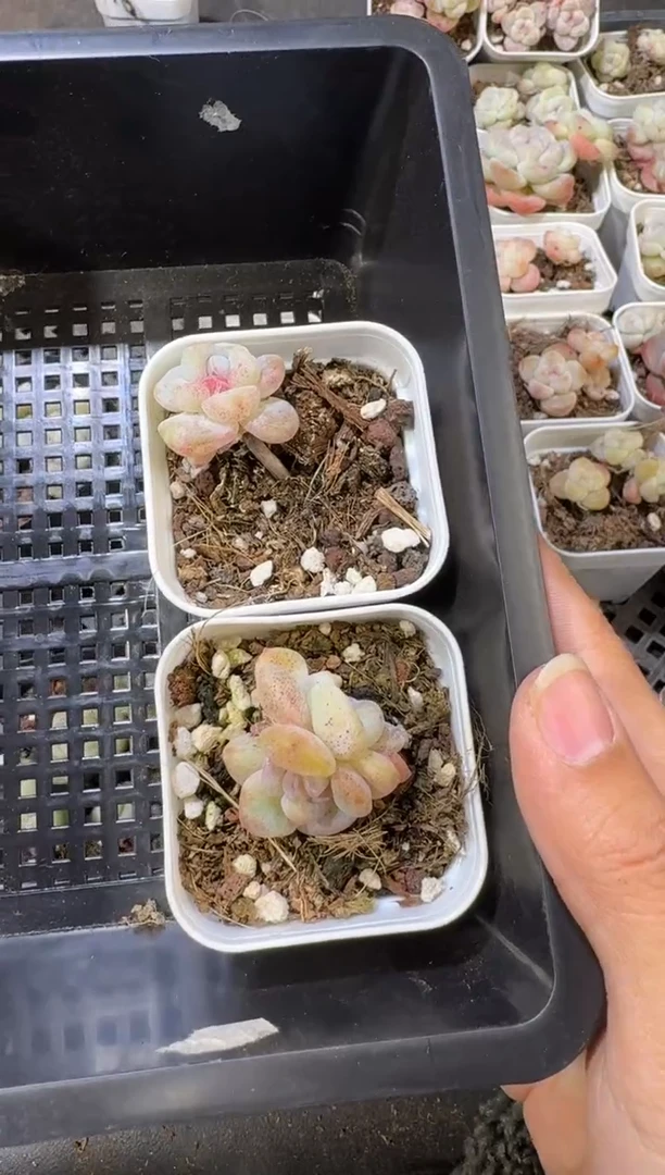 【闪购商品】68号到手一筐江北多肉