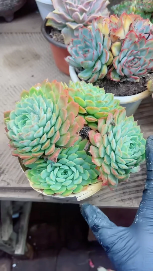 方****姐18022多肉植物一物一拍