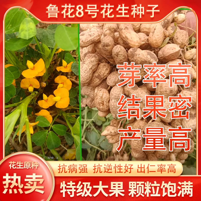 【20斤装直播价】 高油高产量优质花生种子鲁花8号厂家直销花生种子