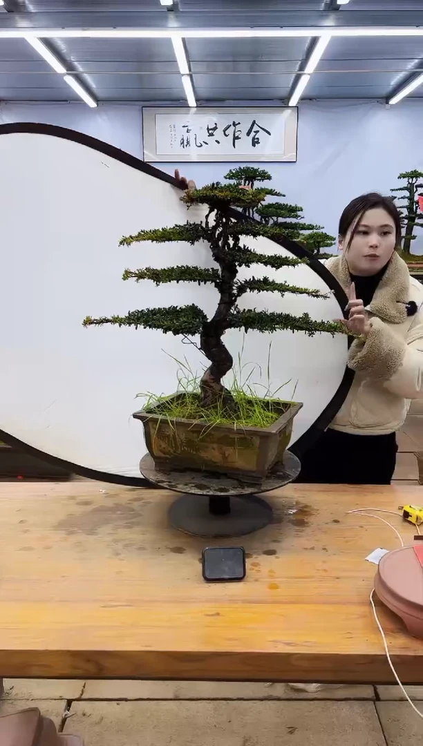 【闪购商品】高端盆景一物一拍，所见即所得