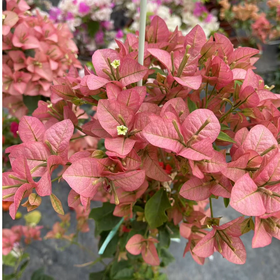 【卡亚塔】品种三角梅花卉勤花四季开花基地直发