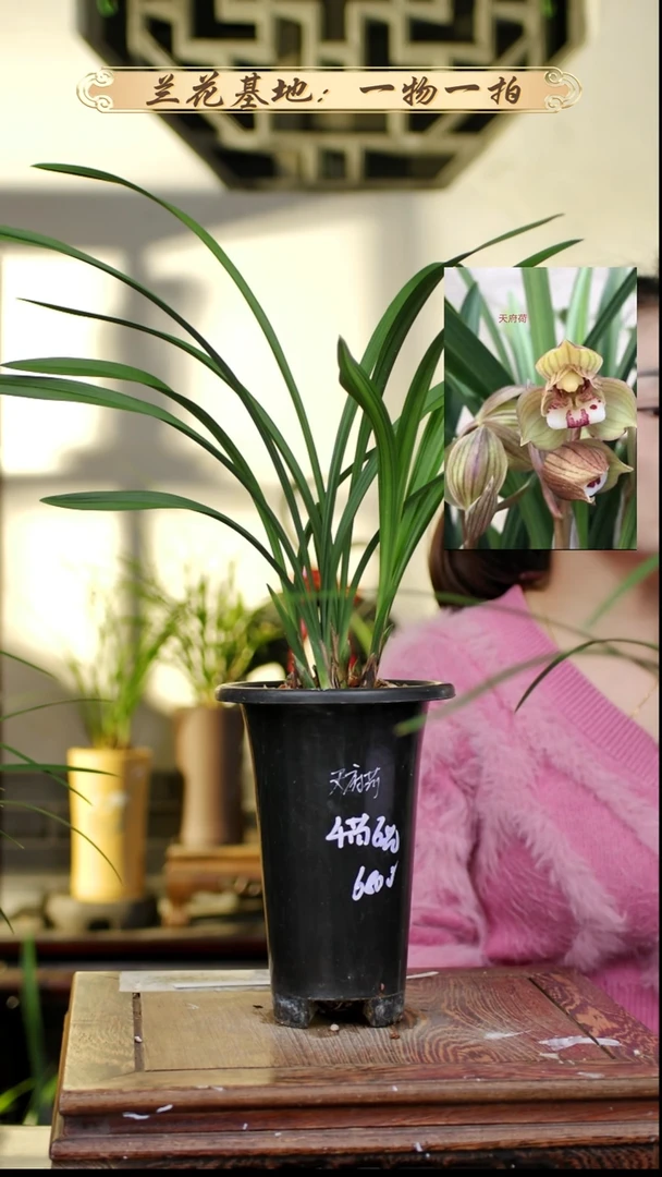 完全开放春剑天府荷