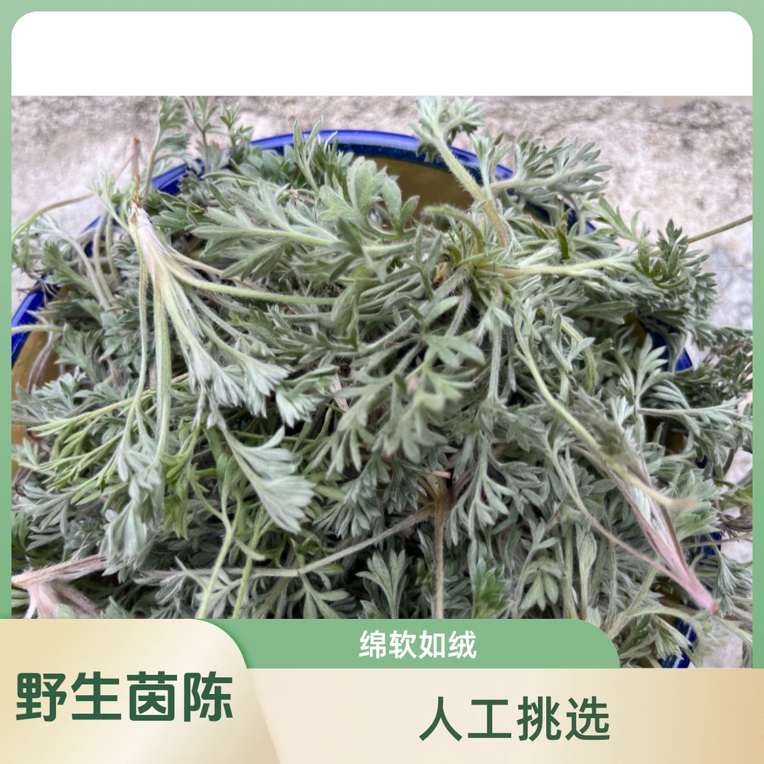 春季茵陈新鲜现挖野生茵陈白蒿蒸菜泡茶包子饺子