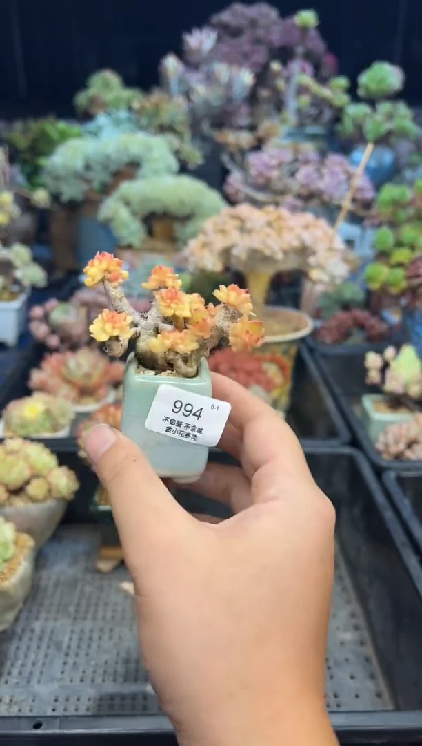 小***鱼994           不带盆