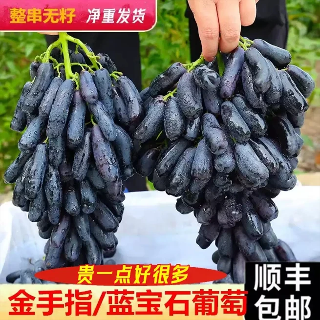 金手指无籽黑提葡萄饱满多汁香甜水果新鲜月光之泪蓝宝石应季时令