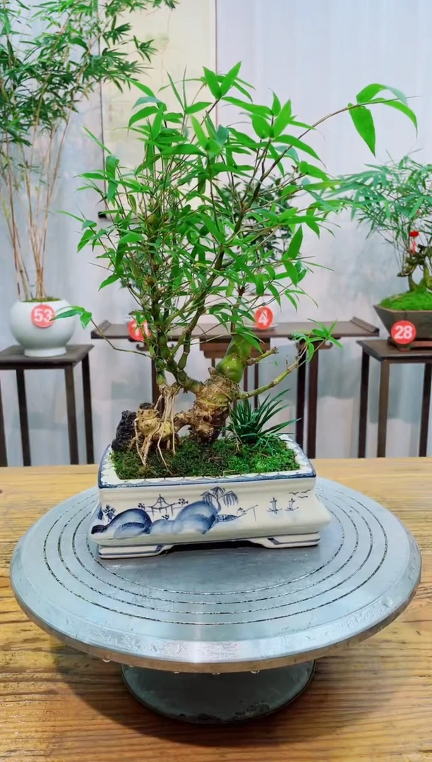 【闪购商品】竹子盆景竹子盆景