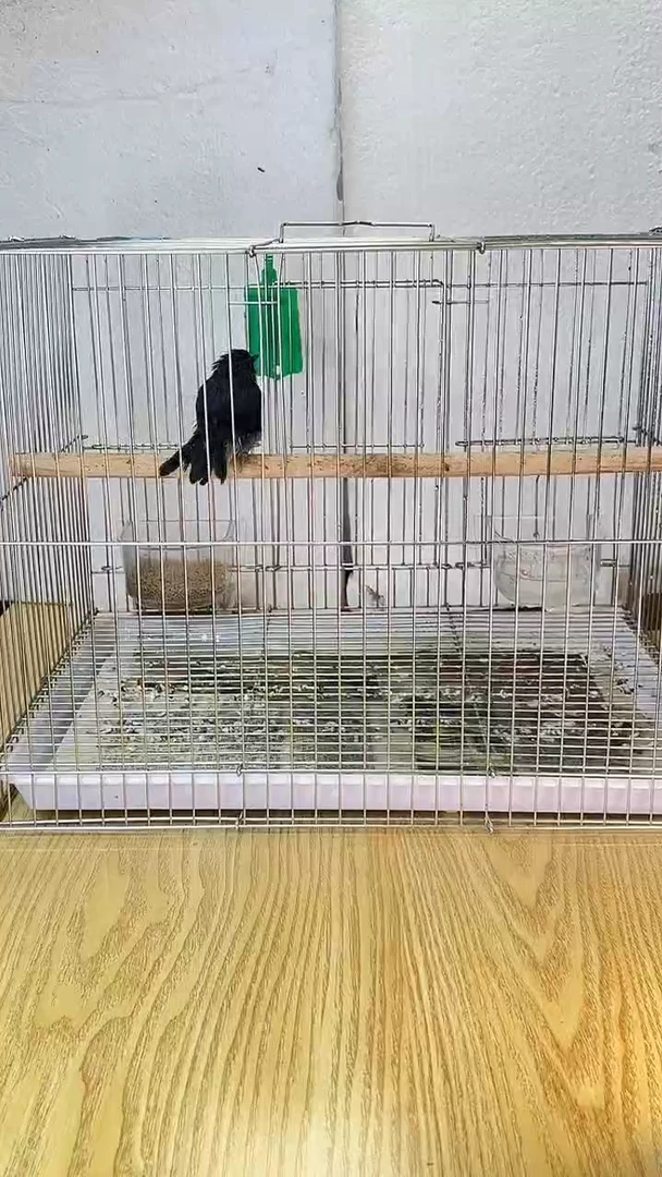 15号山蓝原毛养笼0元起拍