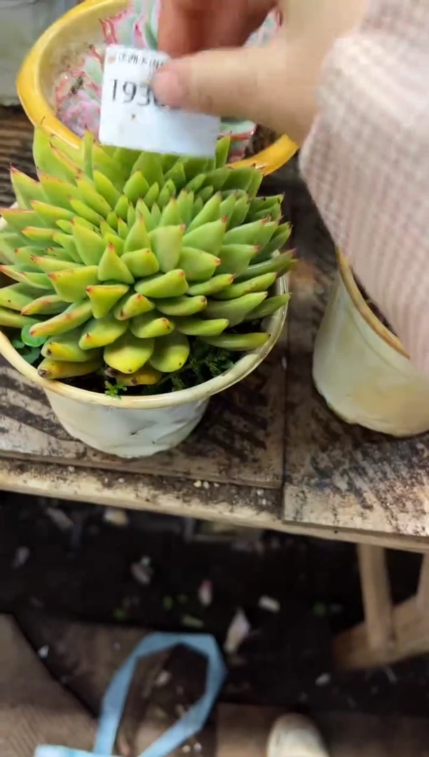 ?**?多肉植物一物一拍19366