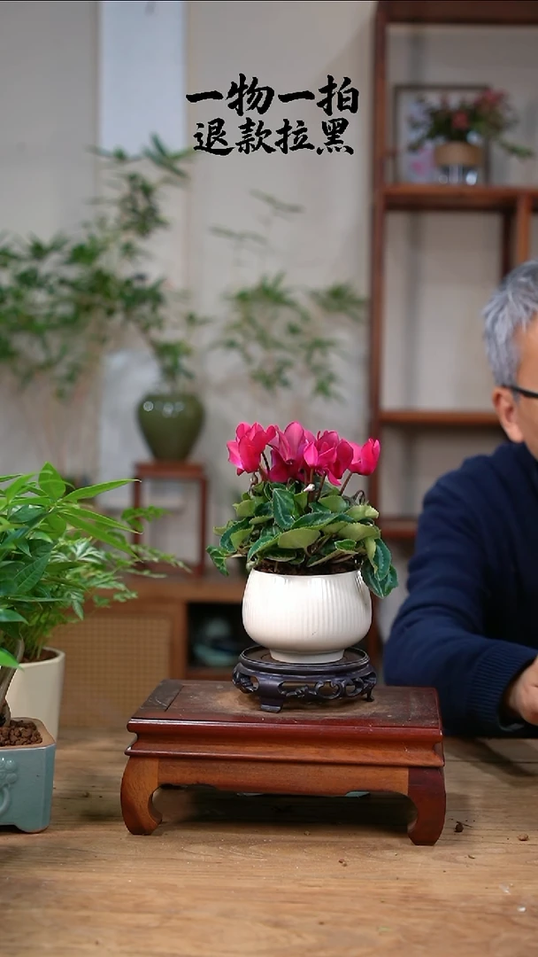 完全开放葉*某仙客来105