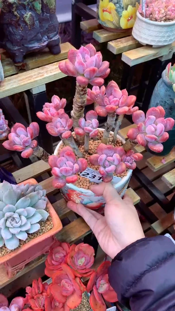 231E（一物一拍实付满28发货，默认不带盆土）