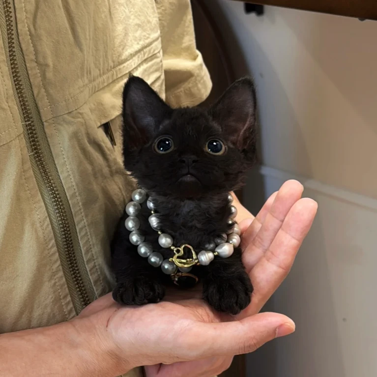 199元德文抵用券【到店使用】