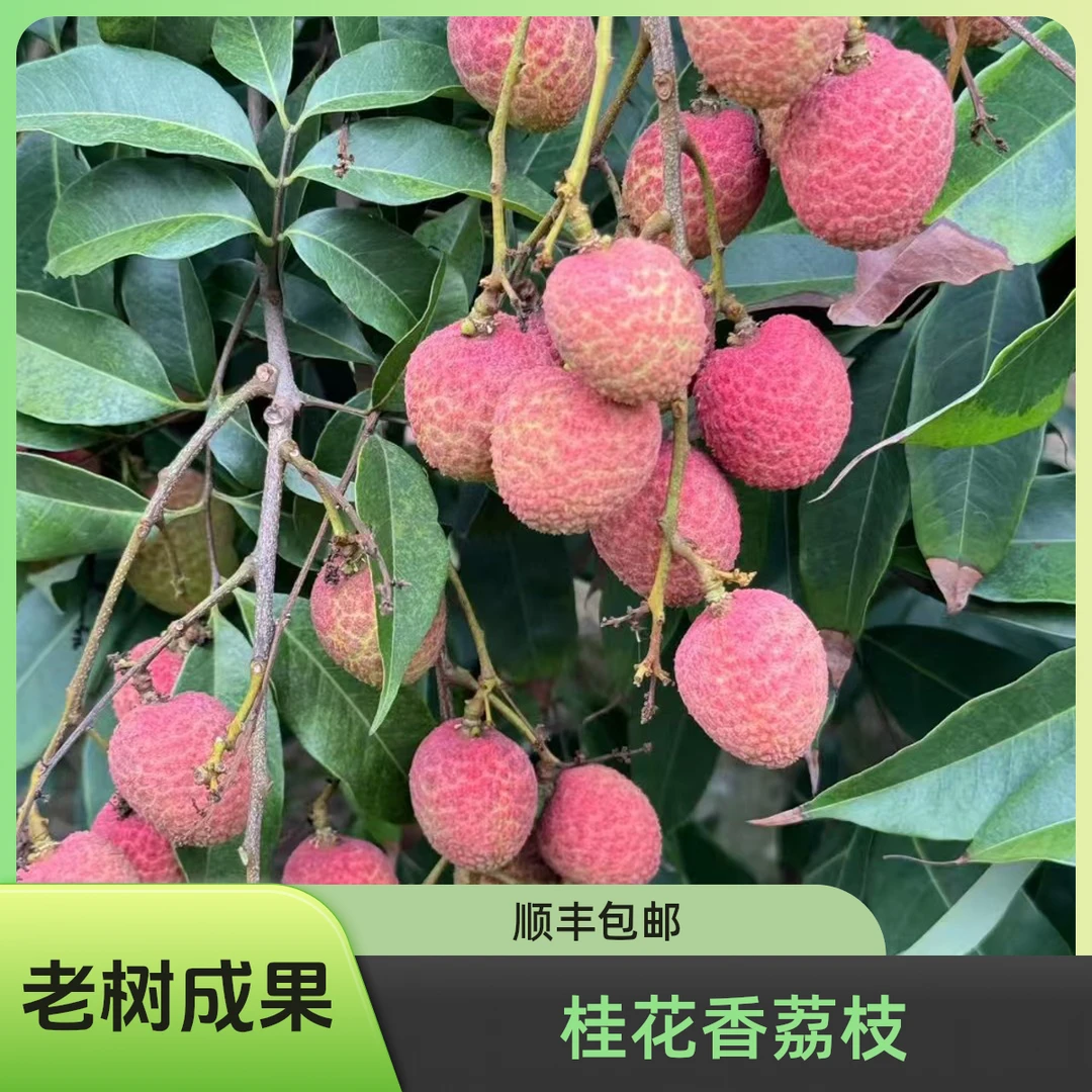 广西灵山荔枝园老树桂花香顺丰快递包邮10斤装礼盒装