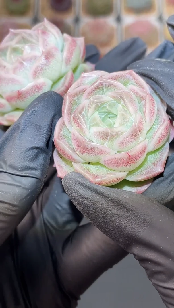 闪购3061 亮晶晶多肉一颗  4-4.5厘米