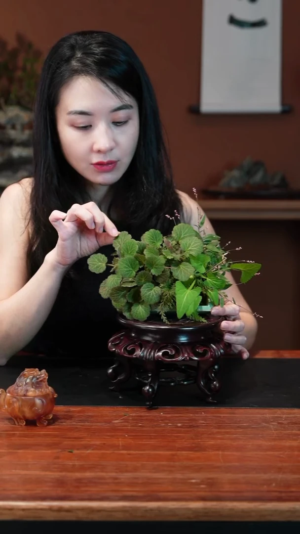 无花朵虎耳草盆景盆景盆景