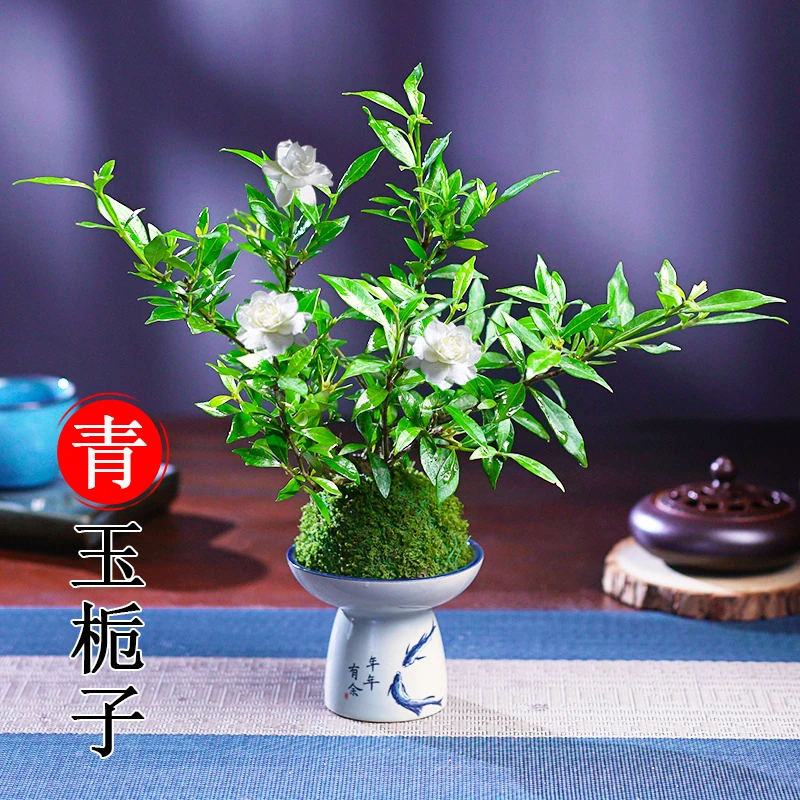 青玉栀子花盆栽苔藓球值净化空气四季好养可开花盆景