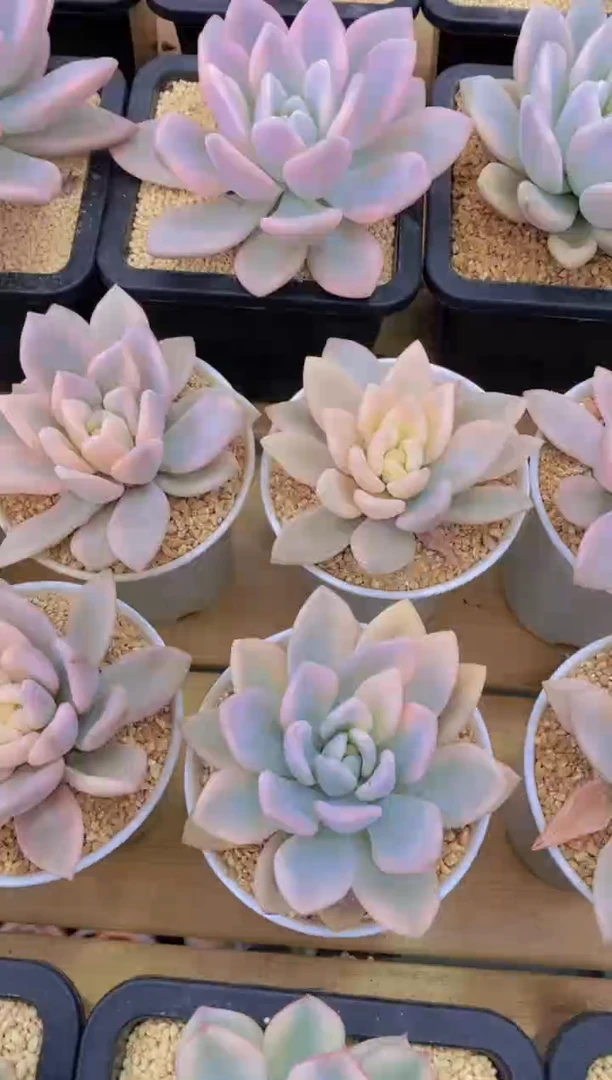 145-奥普琳娜锦9cm盆（量拍）